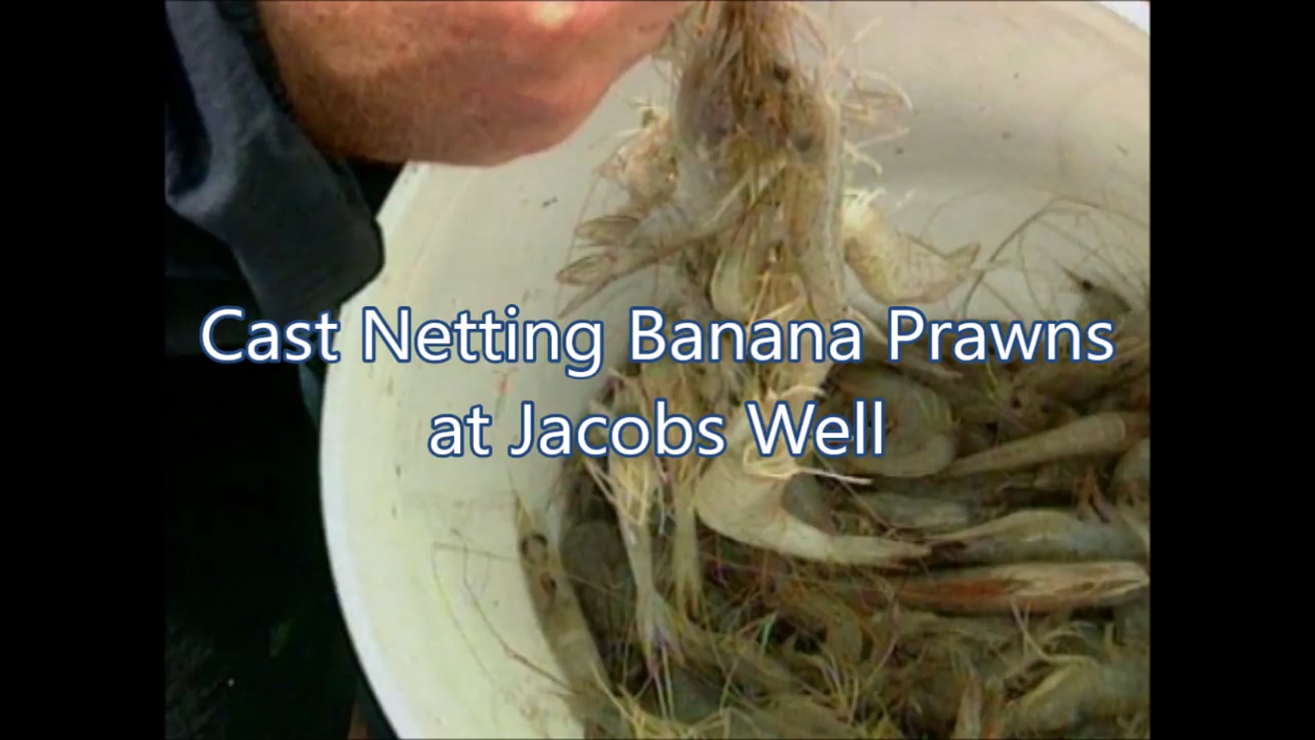Cast Netting Banana Prawns