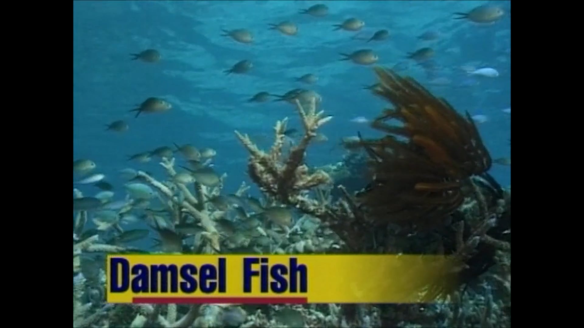 Damsel Fish