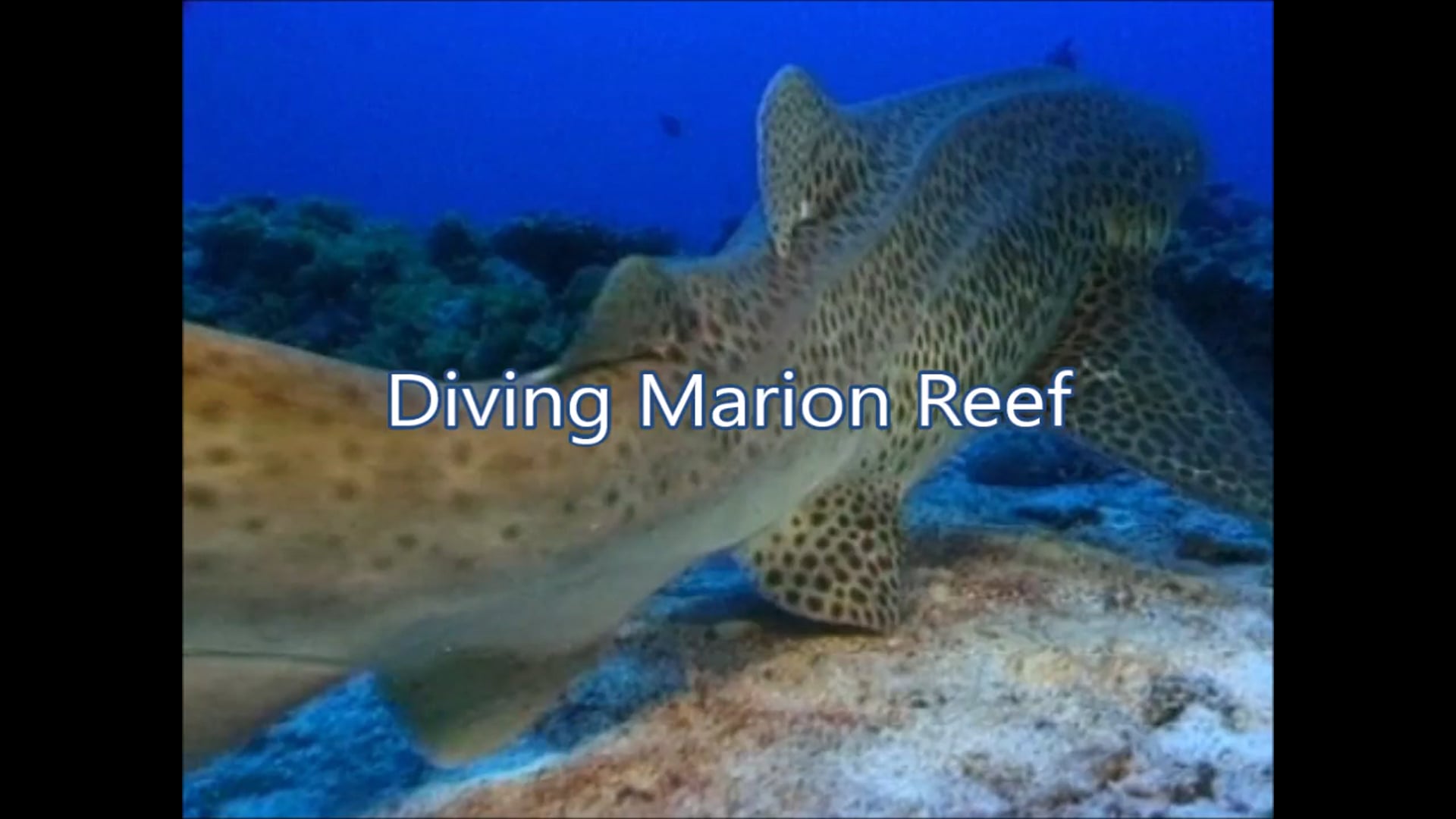 Diving Marion Reef