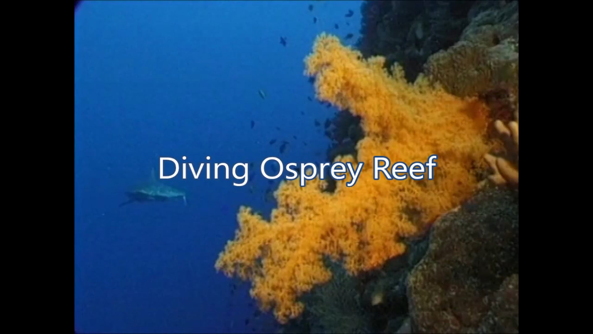 Diving Osprey Reef