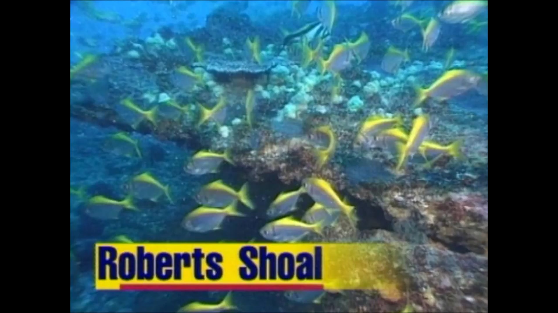Diving Roberts Shoal