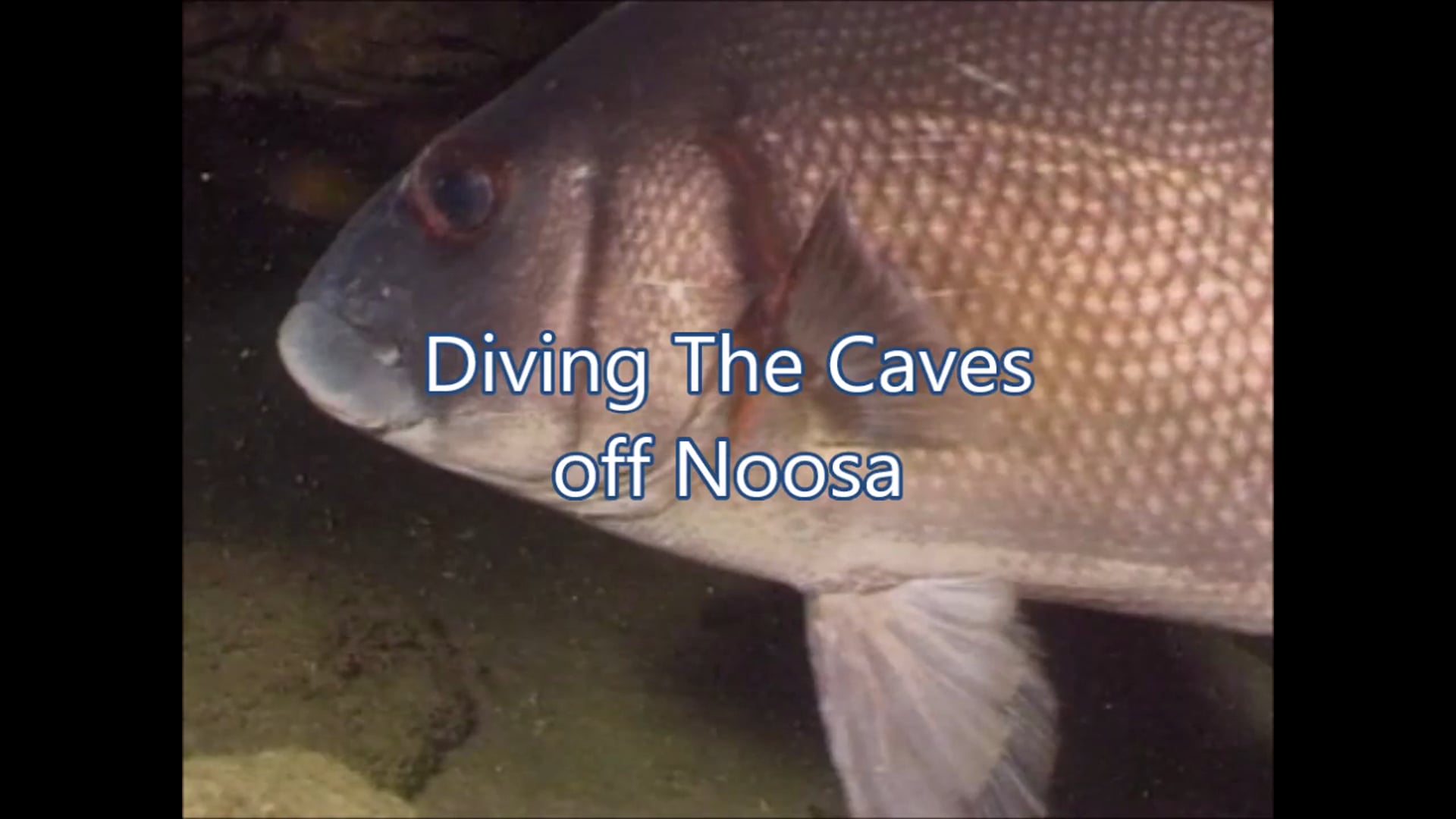 Diving The Caves off Noosa