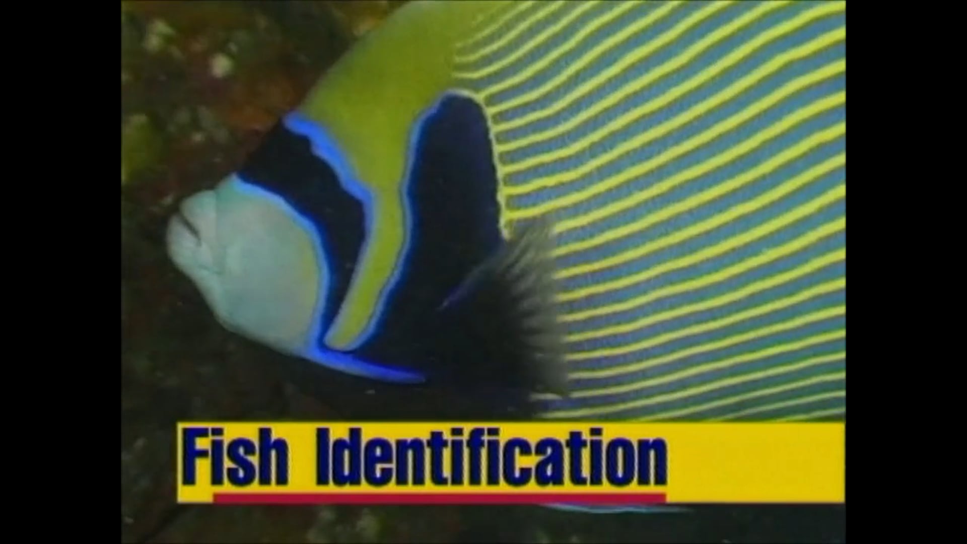 The Science of Fish Identification – Ern Grant