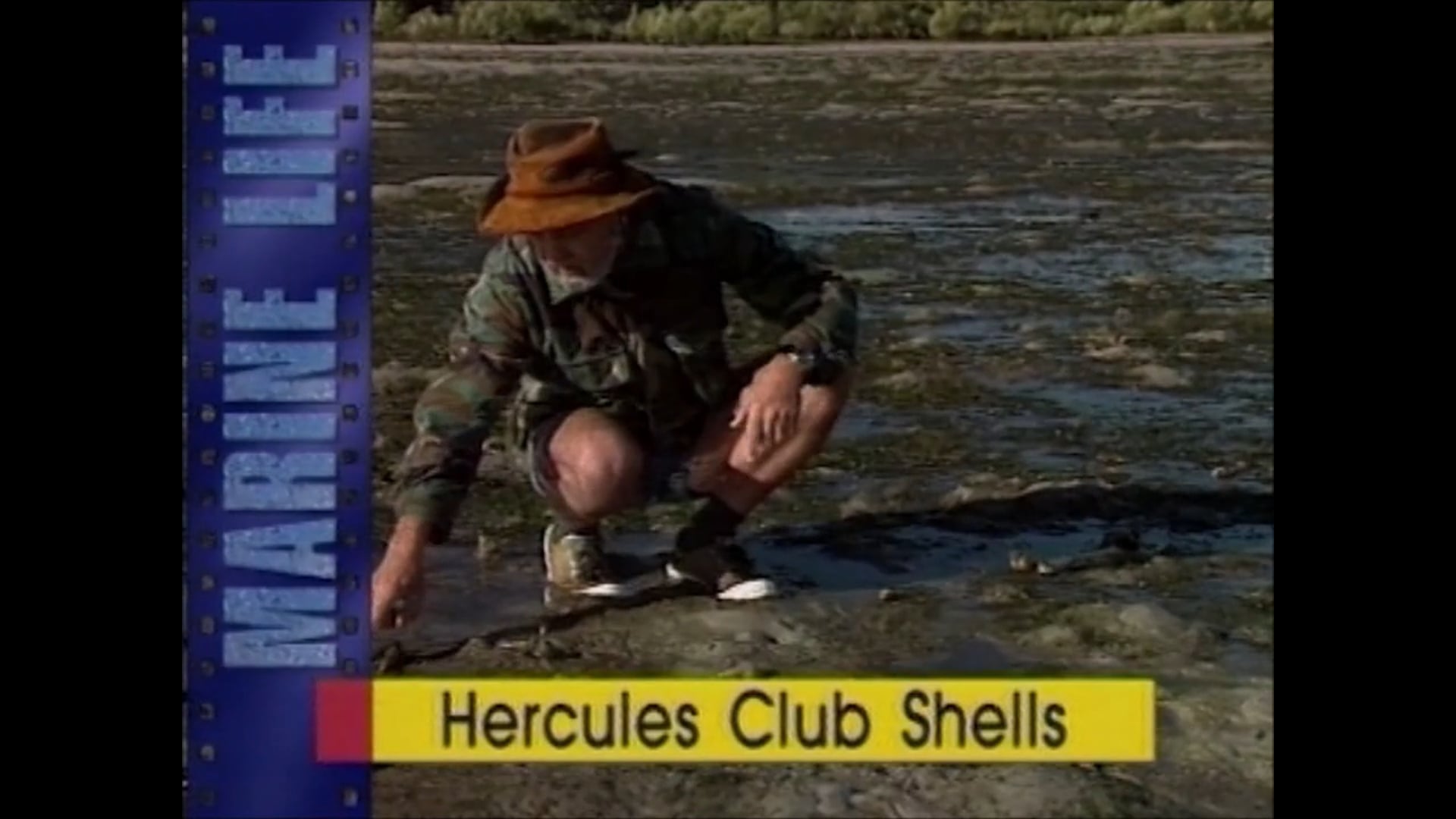 Hercules Club Shells