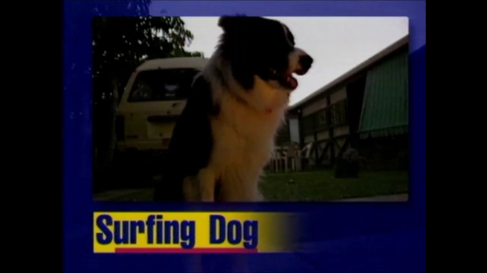 Max the Surfing Dog – 1996