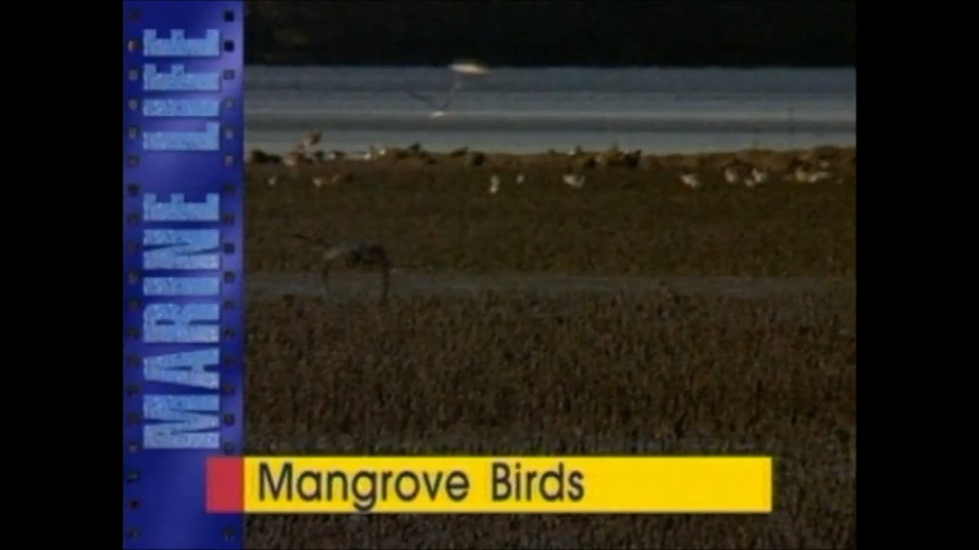 Moreton Bay Mangrove Birds