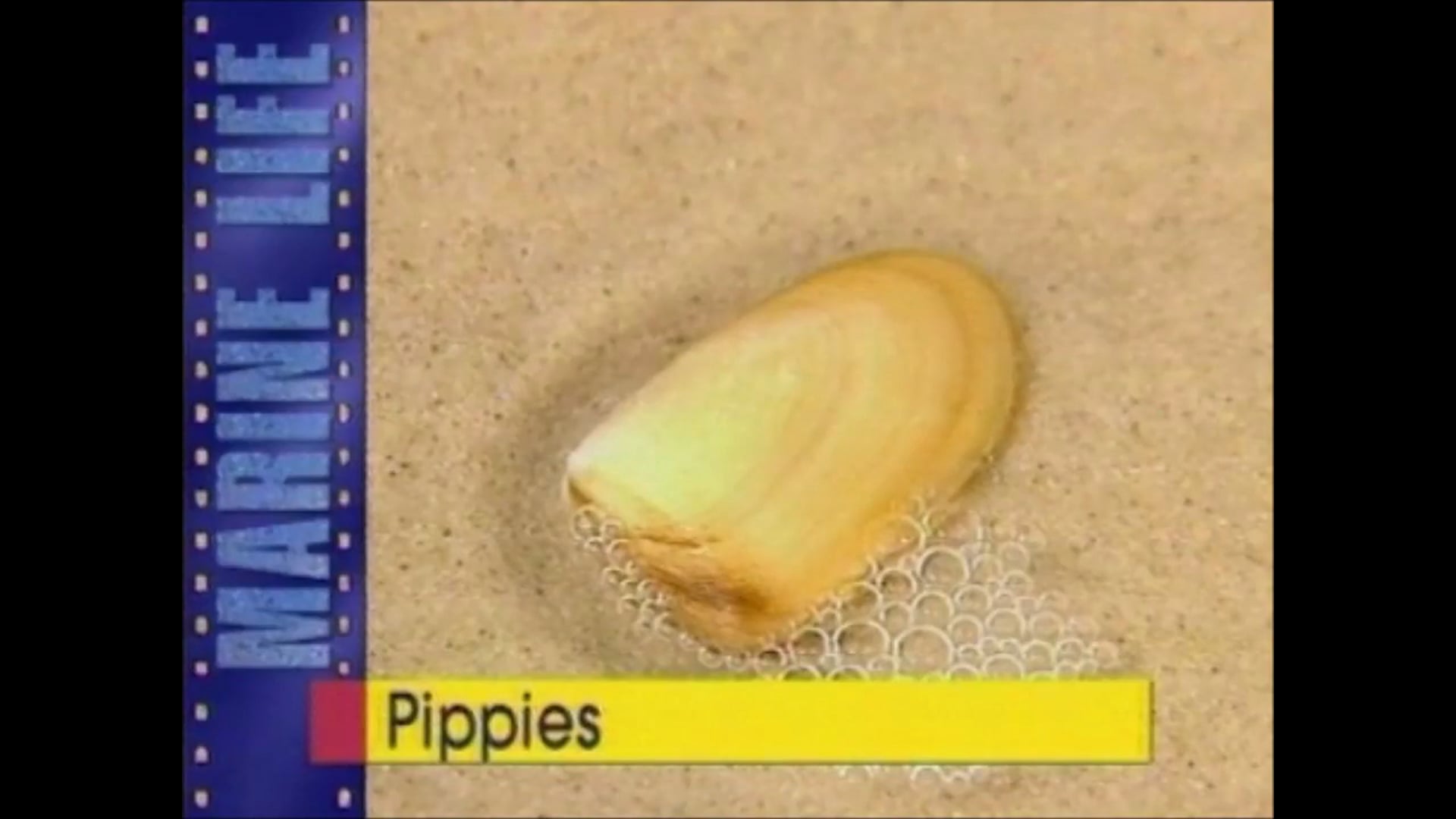 Pippies