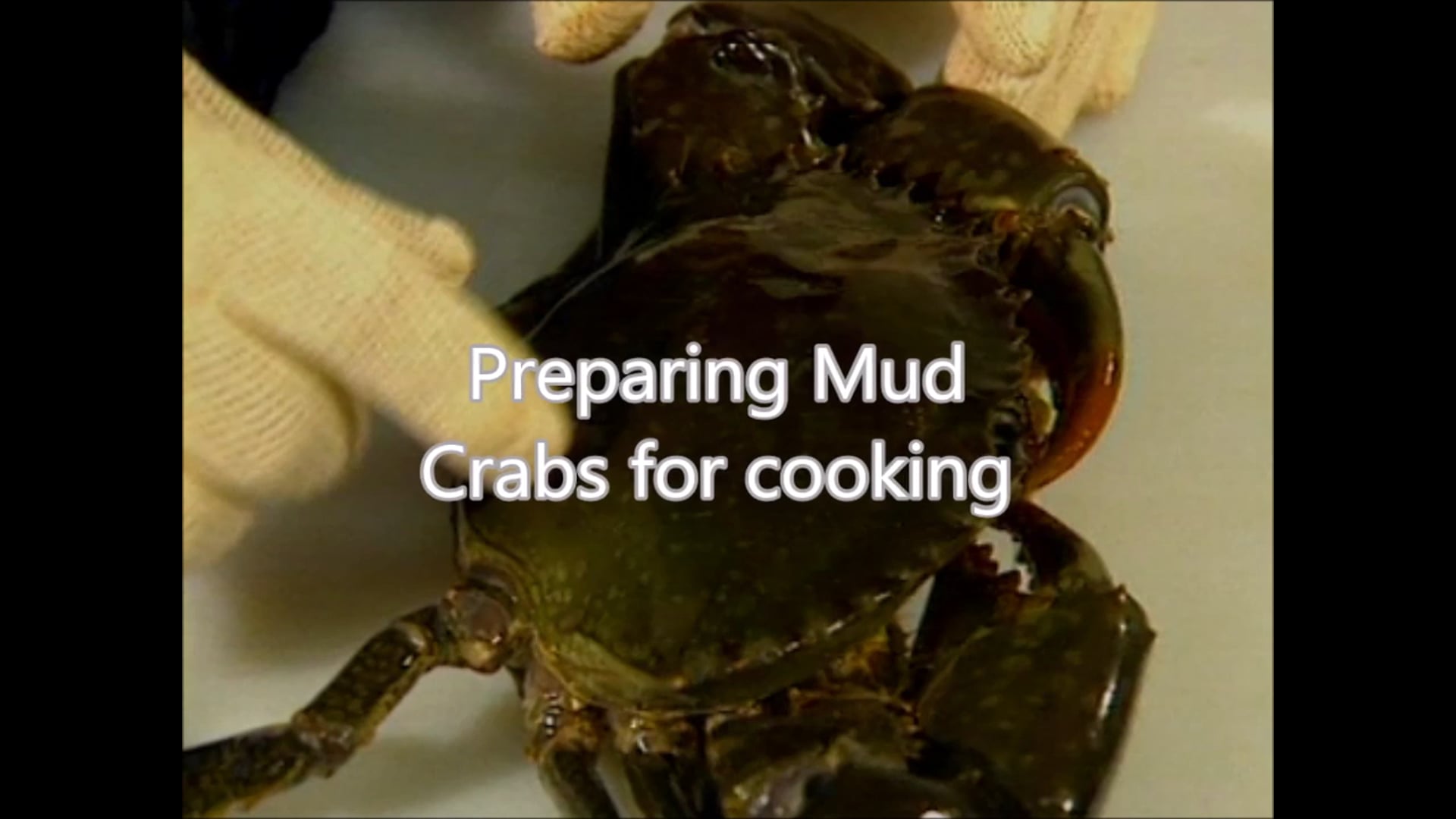 Preparing a Mud Crab for cooking – Steve Jamieson