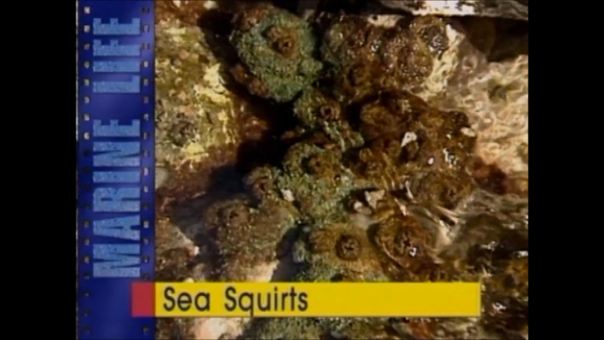 Sea Squirts