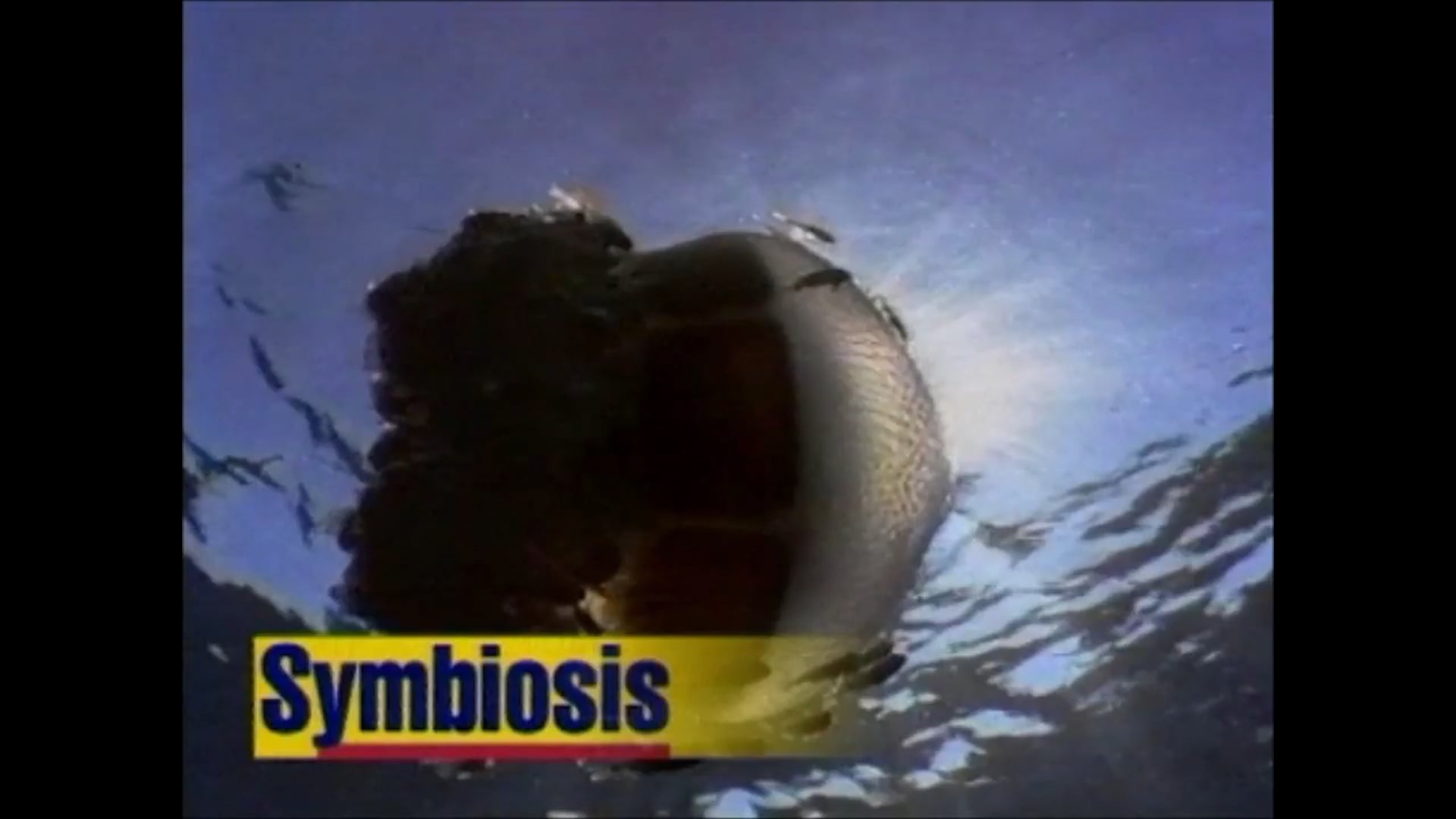 Symbiosis