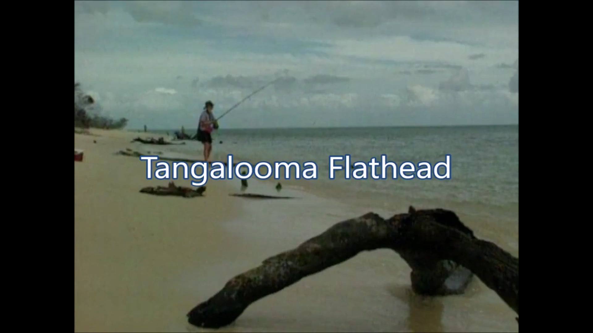 Tangalooma Flathead