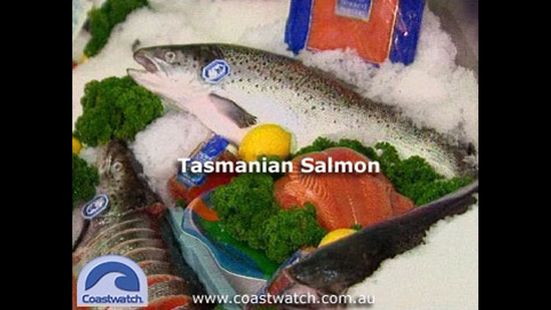 Tasmanian Salmon