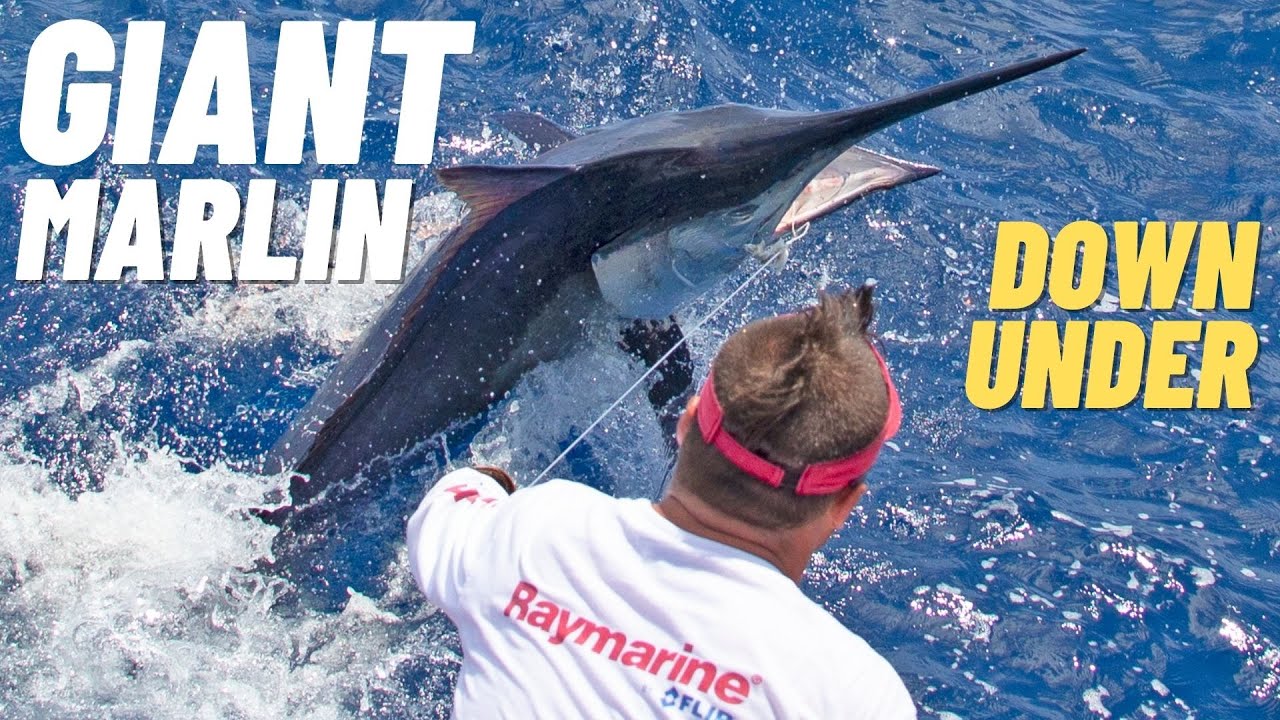 800lb BLUE MARLIN – Cairns 50th Anniversary Tournament