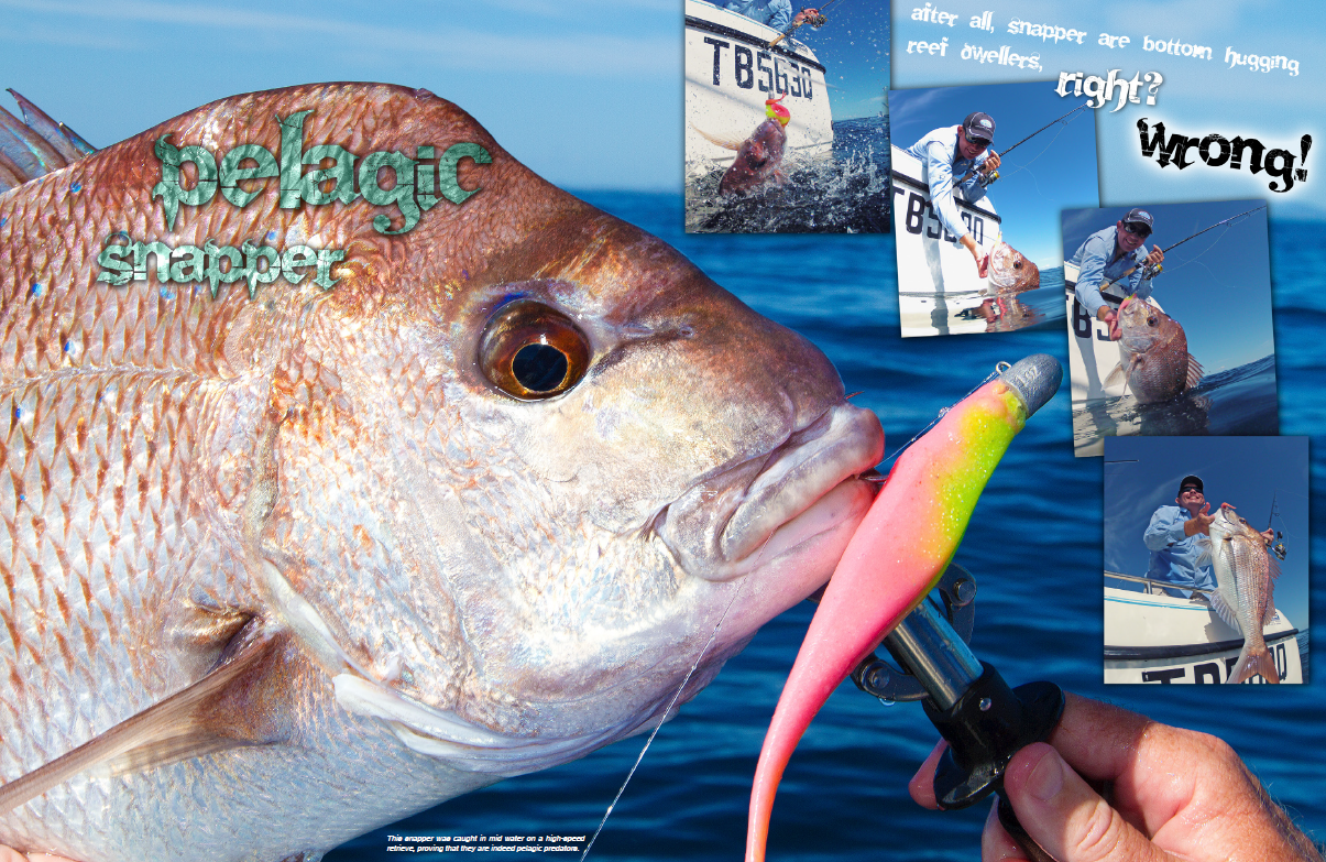 Pelagic Snapper